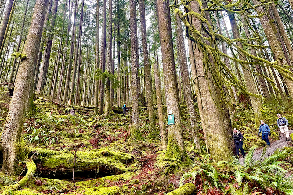 In recent weeks, the Ridge Meadows Outdoor Club has been out a few times hiking in the UBC Malcolm Knapp Research Forest. One trek, this week, took about two dozen hikers to the Big Rock Lookout in what group shutterbug Ron Paley described as almost "perfect hiking weather." Another journey a few weeks ago took the group to the old weather station tower area.