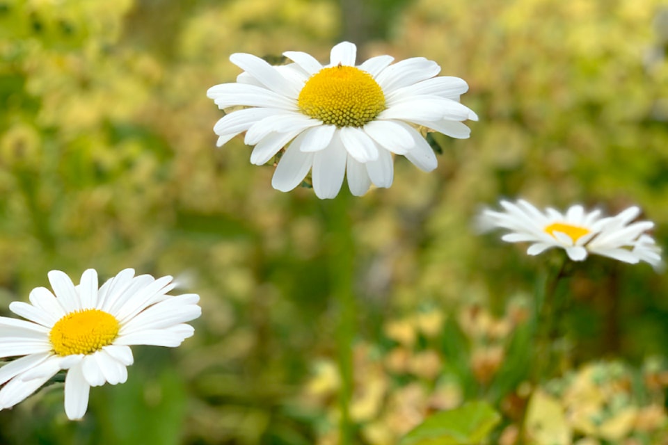 Gene Cordoni is appreciative of summer and all the beauty it brings. He was recently strolling through Maple Ridge when he noticed these "beautiful wildflower." He's impressed with these daisies, as well as the "awesome" hanging baskets the city has placed to "adorn our streets."