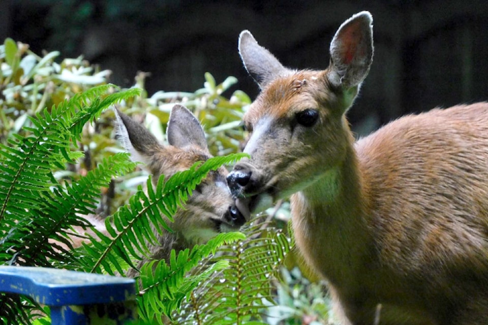 "Psst, Mom… you have to promise not to tell anyone." This is the caption Maple Ridge outdoor enthusiast and conservationist Ross Davies posted with his photo of a mamma cleaning its babe recently in his backyard.