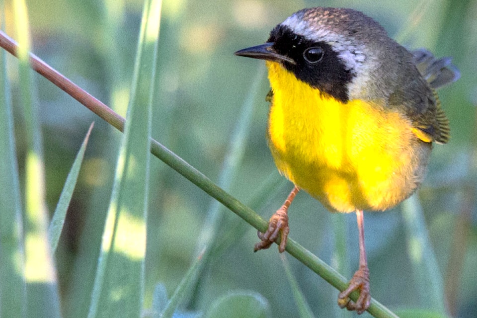 The dikes are a great place to go birding and it is very true that the early bird gets the worm, or in this case the early photographer gets the bird pictures. Cam Stooshnoff recently took an early morning stroll along the Alouette dikes. Every year he looks forward to seeing the common yellowthroat on his journeys. "I love watching [them]," he said. "They are like a masked robber flying low and trying to stay unseen. But, their calls are a dead give away to where they may be hiding, and every once in a while they come out for a look."