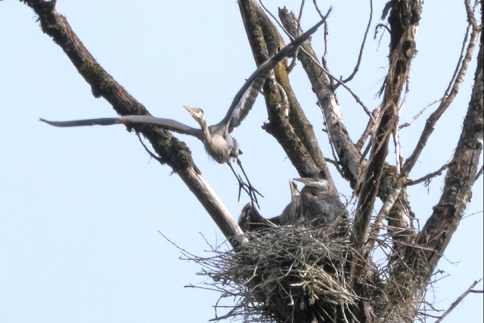 Jos Pal shared a few pictures of a heron rookery spotted along the dikes in the Jerry Sulina Park. The condo version of nesting for these majestic birds. (Special to The News) 
