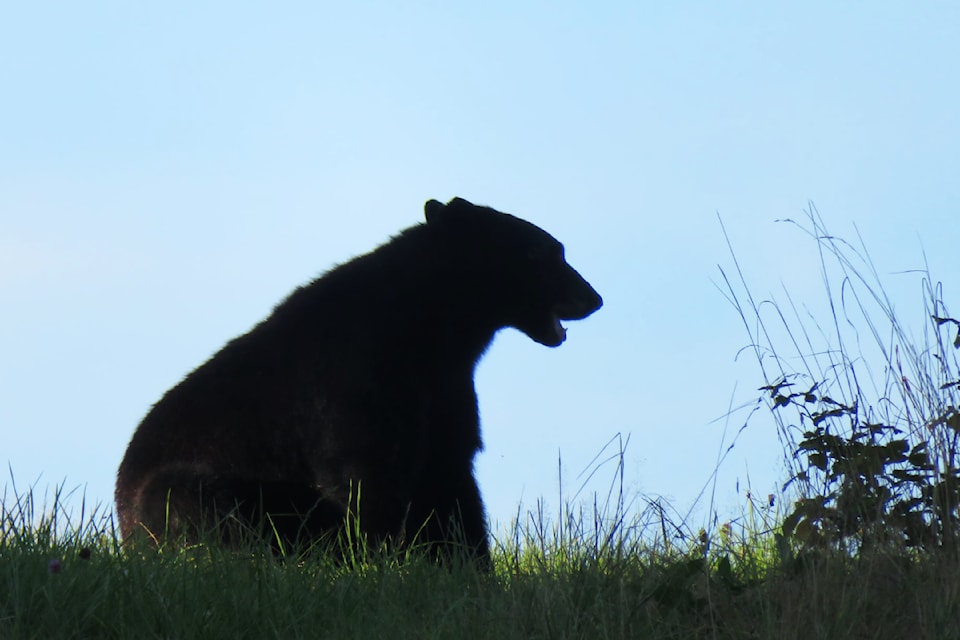 240613-mrn-nc-bears
