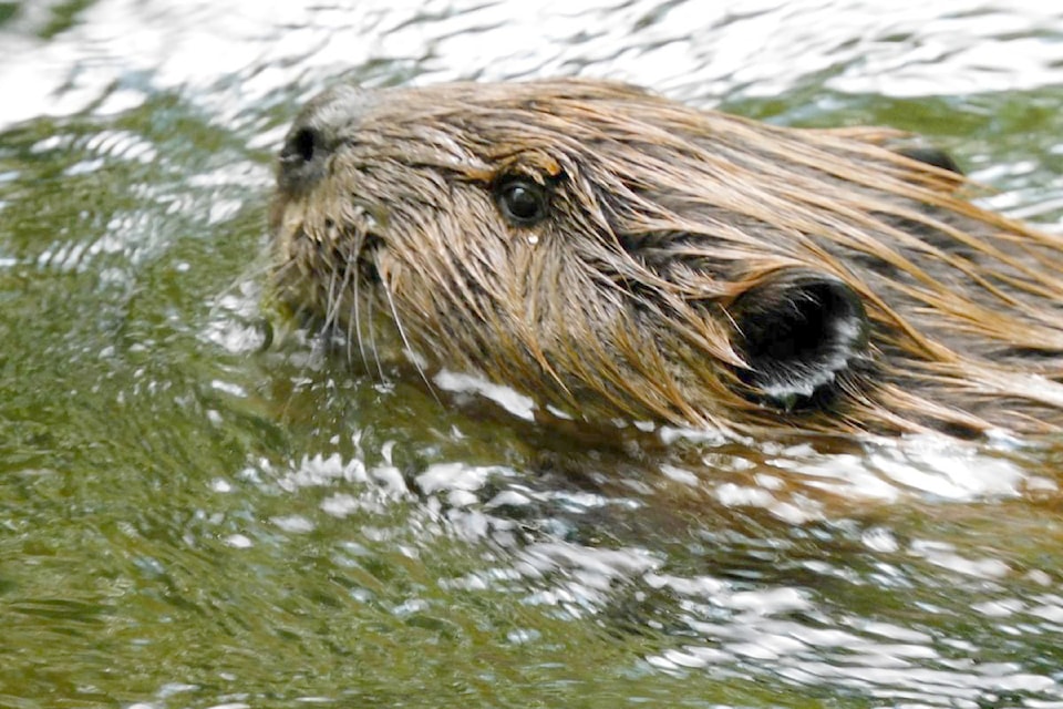 Maple Ridge environmentalist and avid wildlife photographer Ross Davies shared pictures of a beaver spotted working on the South Alouette River, about 2 km upstream from Maple Ridge Park last week. "Lately it feels I've been as busy as… dang, I can't say that either," he joked.