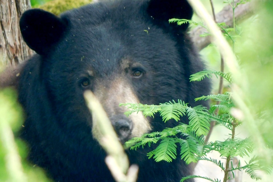 240625-mrn-rh-lensdaviesbear1