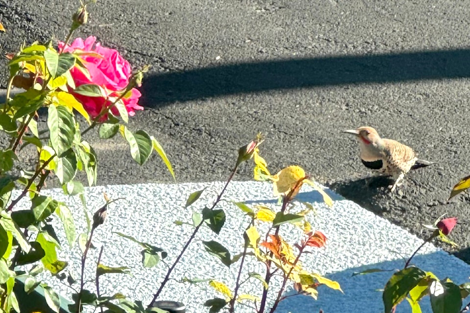 Julie Matheny, 11, loves birds and was anxious to share pictures she recently captured of a red-shafted Northern flicker woodpecker that stopped in for food in her Maple Ridge front yard. "They’re a bit strange compared to other woodpecker species, because they spend most of their time pecking at the ground for ants.
If you want them in your yard, you can put out suet. They will eat your ants too," the young birdwatcher enthused. 