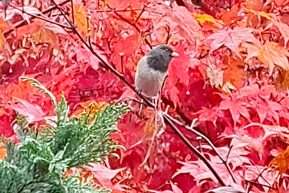 Lucia Cardenas spotted a fine-feathered friend recently in Albion, and was taken aback by the beautiful backdrop and how it illuminated the bird.