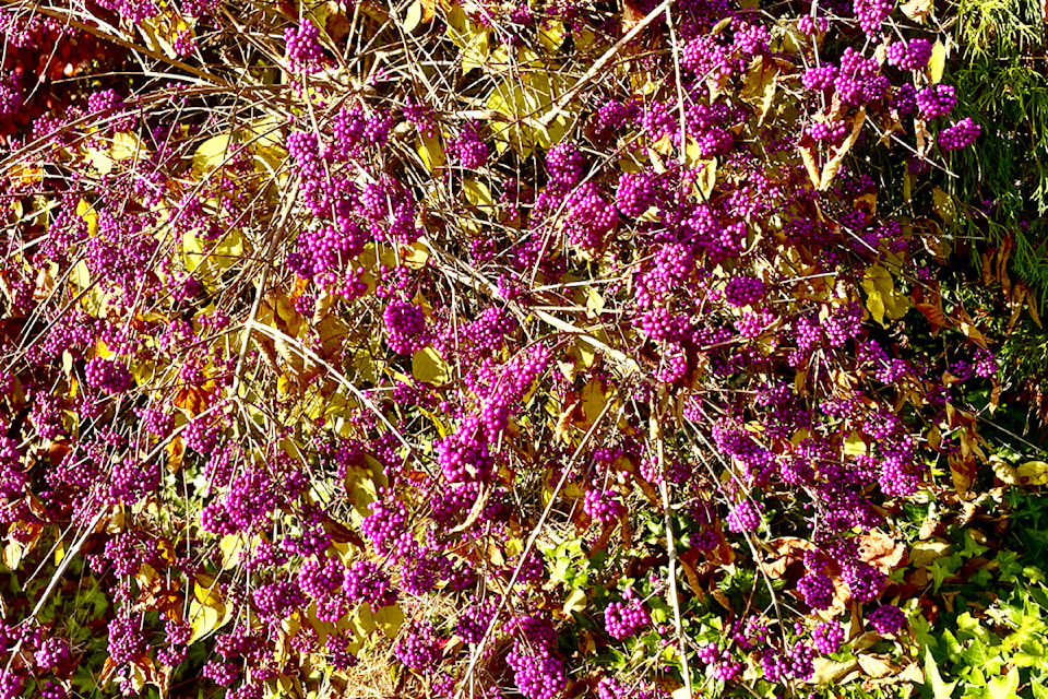 Autumn brings with it some great shadows on a bright fall day, beautified by the different lines, colours, and textures illuminated by fall weather. As an example, Ron Paley shared a few pictures from Jordan Park, located near his West Maple Ridge neighbourhood. These are beautyberries.
