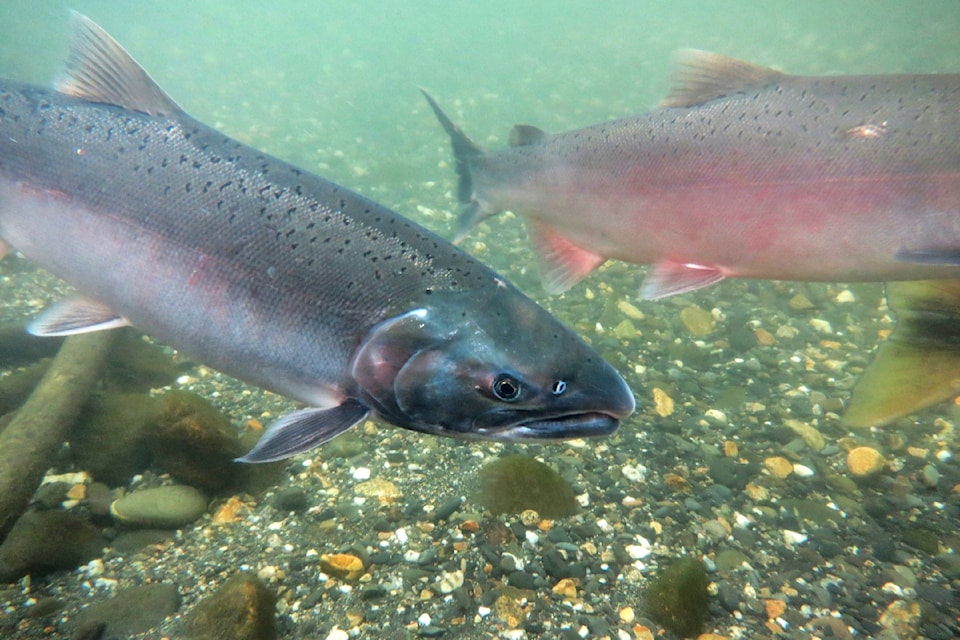 241016-mrn-nc-spawning-season