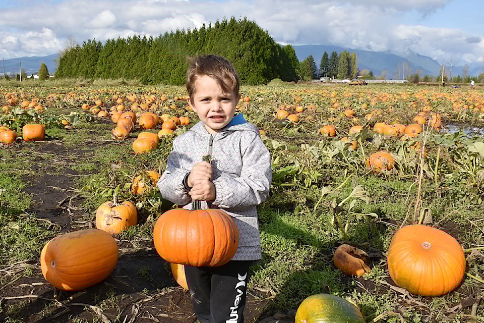 Theo Andrews, 3, picked out a perfect orange pumpkin.