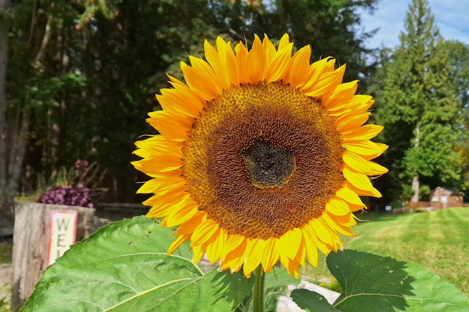 Maple Ridge's Derrick Meal was part of a hiking group that recently took a three-hour trek  into the UBC research forest. "A beautiful day to get out and enjoy nature, and our beautiful city," he said, noting he had to stop on the way in and grab a few pictures of these sunflowers near the entrance. They were the largest he's ever seen, measuring about 12 inches in diametre. "So beautiful to see," Meal shared.