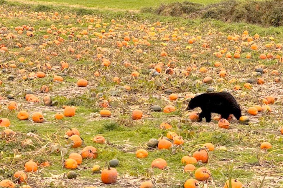 241029-mrn-rh-lens-richardsonbear1