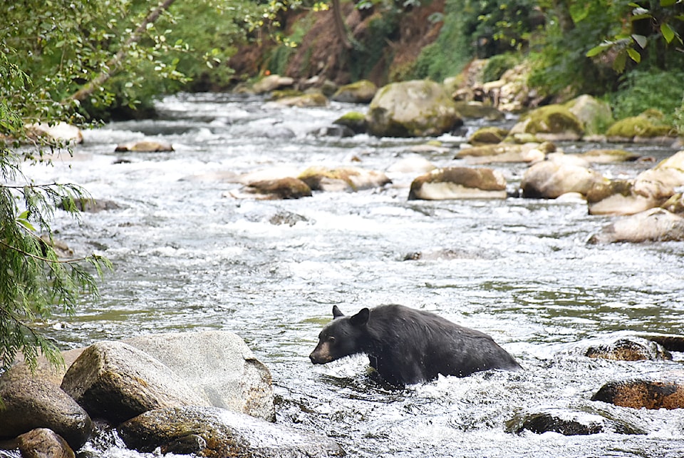 bear