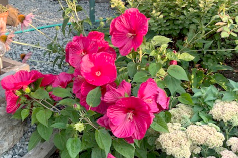 It's been a great season for many perennials, said Corinne Fink, who shared some pictures of a few flowers in her Maple Ridge backyard. her rose mallows (a perennial hibiscus) "has been extra 'floriferous' this year!" she said.