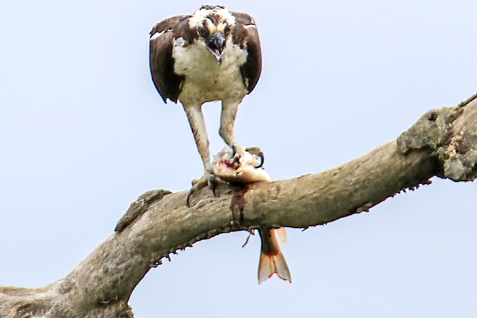 Robb Berezan shared a picture taken last week of an osprey devouring a fish at Pitt Lake.