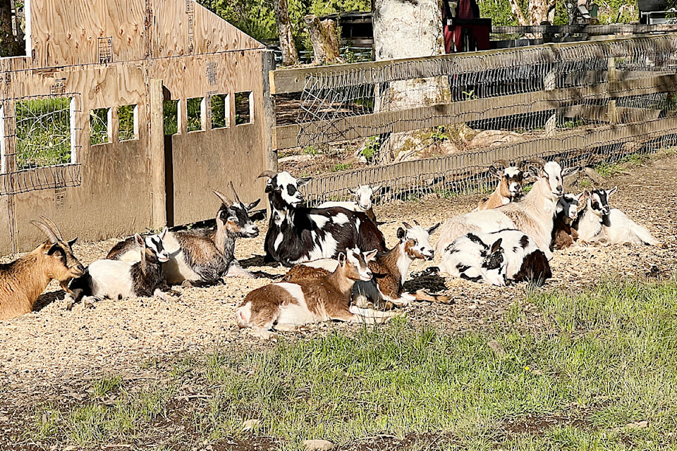 Nine goats were killed on Meadows Family Farm in Maple Ridge. 