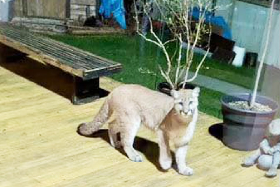 Cougar spotted on 126 Avenue on April 10 in Maple Ridge.