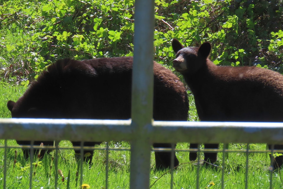 bears