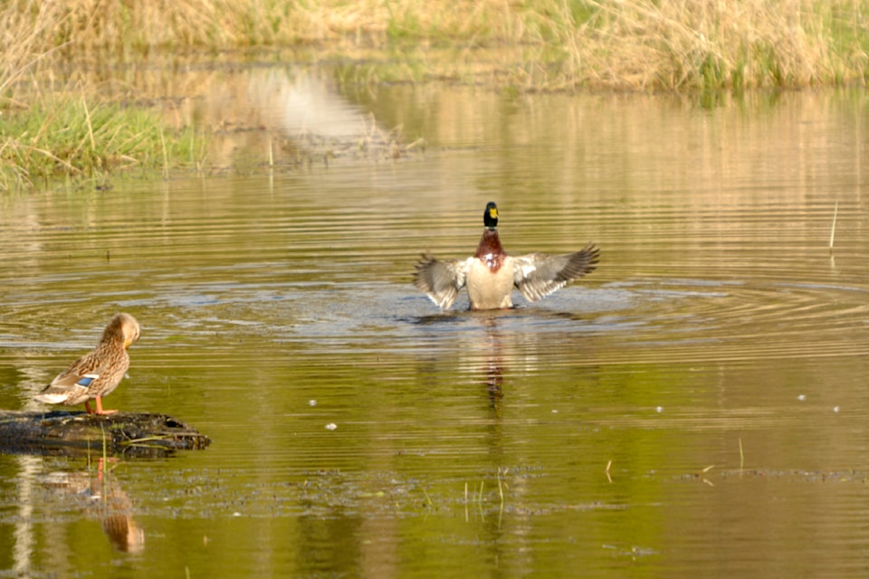 Maple Ridge's Robert Garelli shared a few pictures of a mallard couple he spotted recently during mating season in the wetlands between Maple Ridge and Mission. "He and she are a couple only for the mating season, which encourages other males to compete for her," said Garelli, who described this species of mallards as one of the most common and beautiful waterfowl in North America.