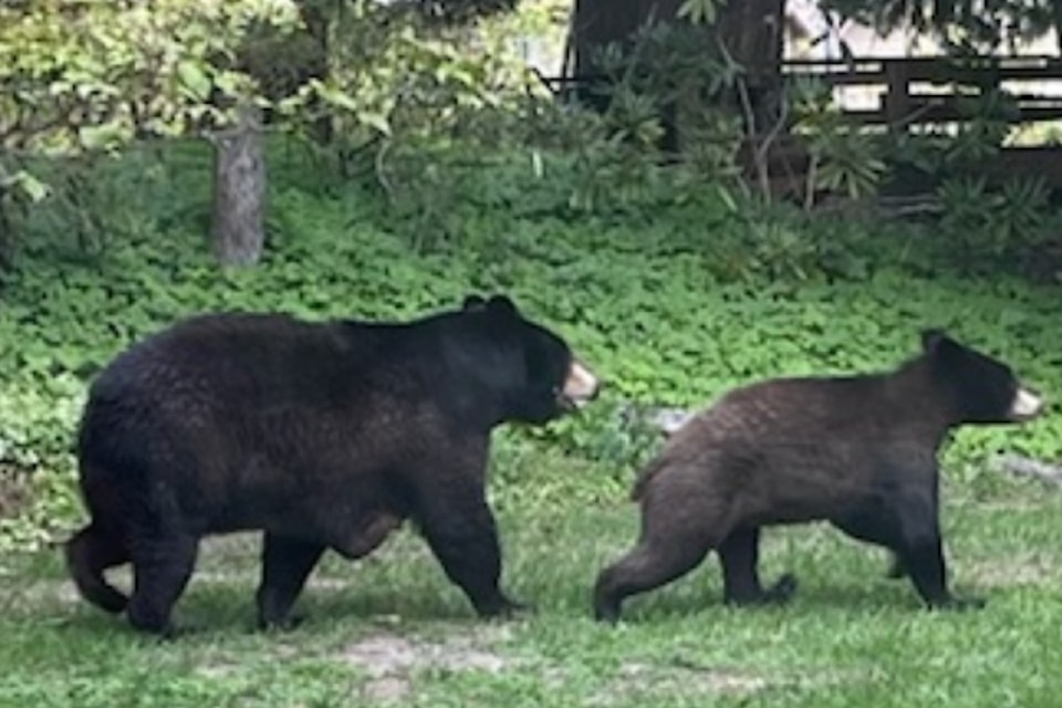 Harriet Dezura is a Yennadon resident and said wildlife are frequent visitors to her backyard.  "It's a welcome occurrence," she said of seeing critters – such as this  deer and this mother bear and cub – pop by for a visit.
