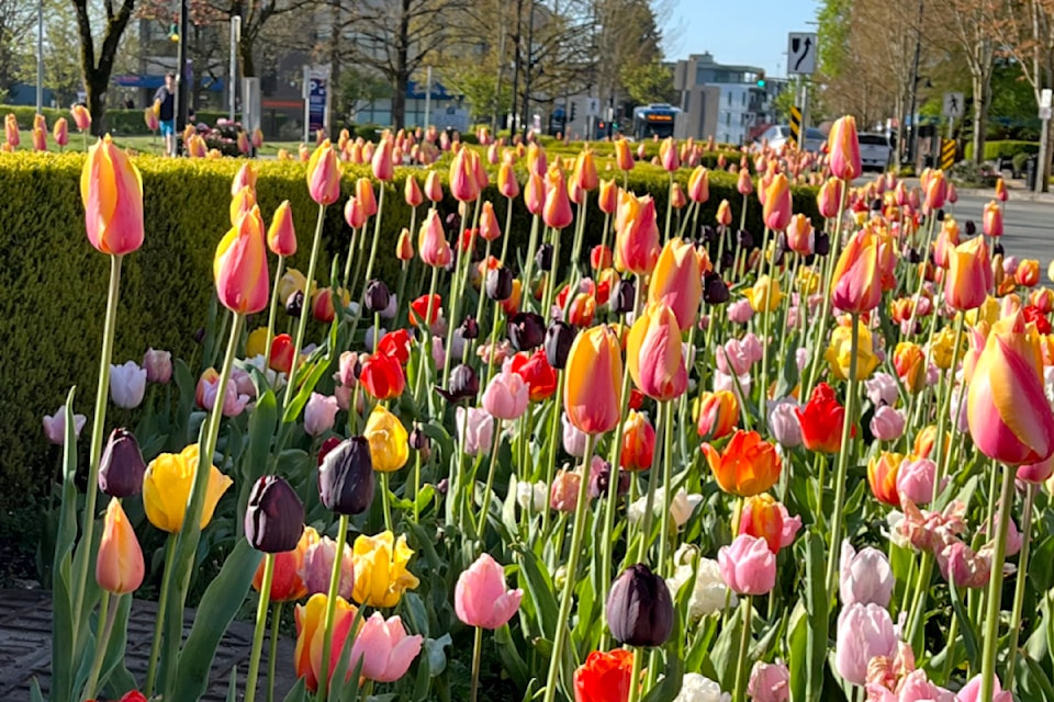 Gene Cordoni was compelled to stop and take pictures of the colourful median on 224 Street, looking south towards Lougheed Highway. "I couldn't help but notice how beautiful the landscaping was with the centred hedge and the shrouding of tulips," he shared.