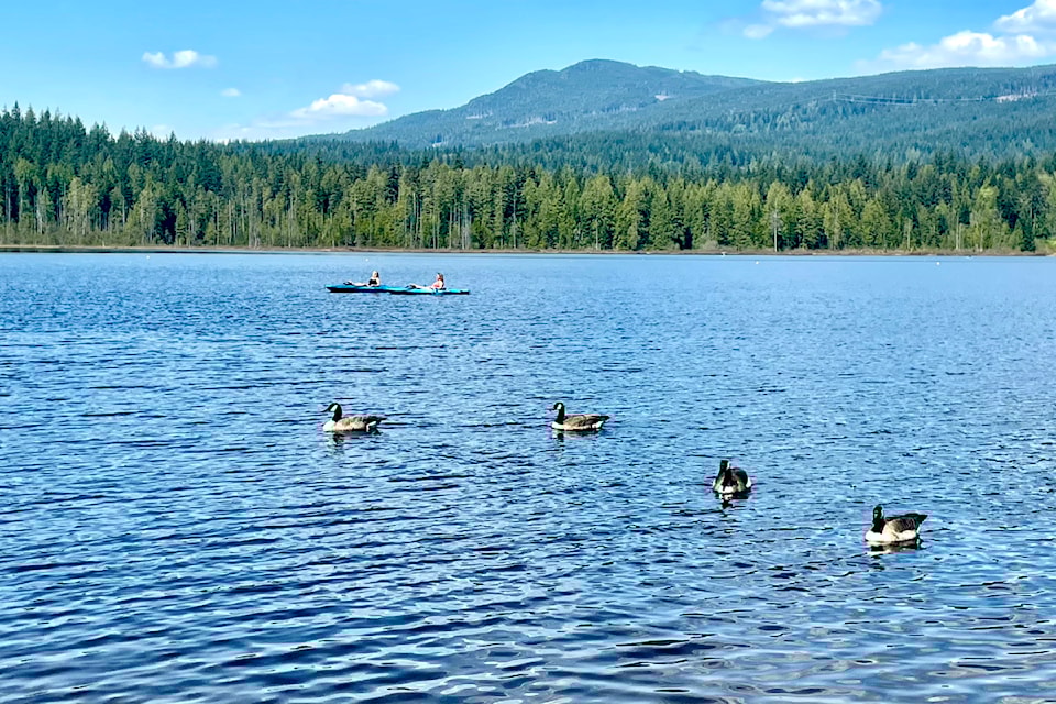 Hammond's Ron Paley wasn't the only one hitting the beaches at Whonnock Lake during recent sunshine. Human and feathered paddlers were also out enjoying the rural park.