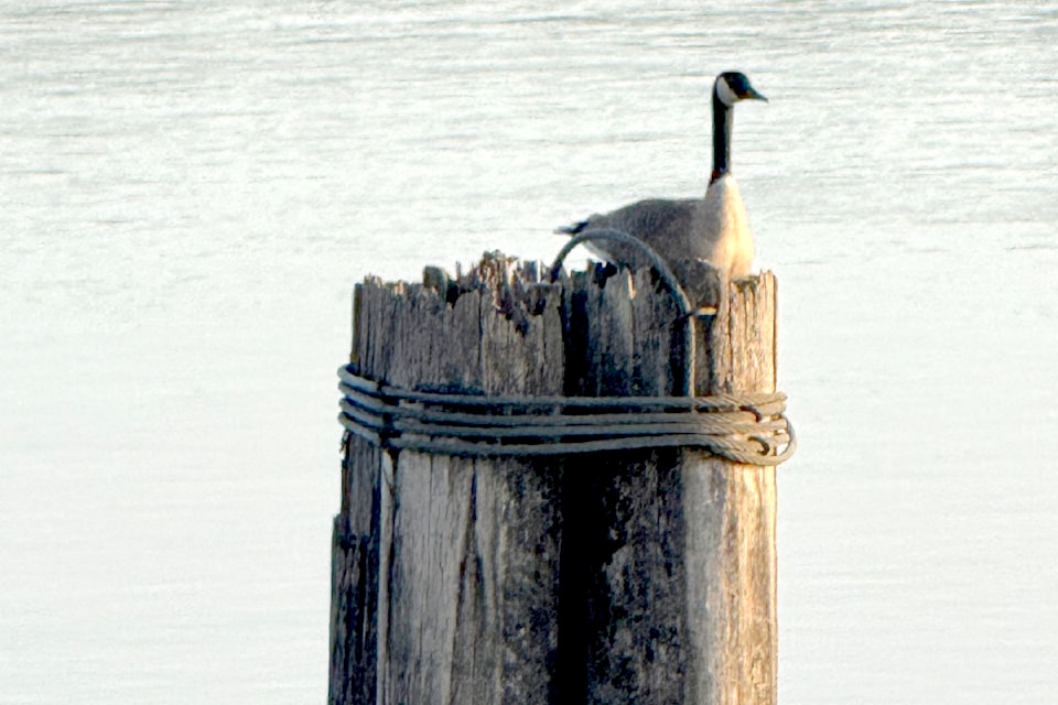 These piling, along the Fraser River, proved a nice play to rest for a Canada goose last week. Local realtor Scott Leaf took the picture near the mouth of Kanaka Creek along the Kanaka Creek Regional Park river trail.