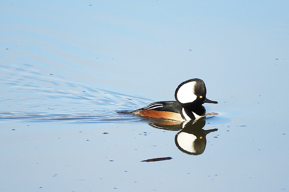 The hooded merganser was spotted on the count. 