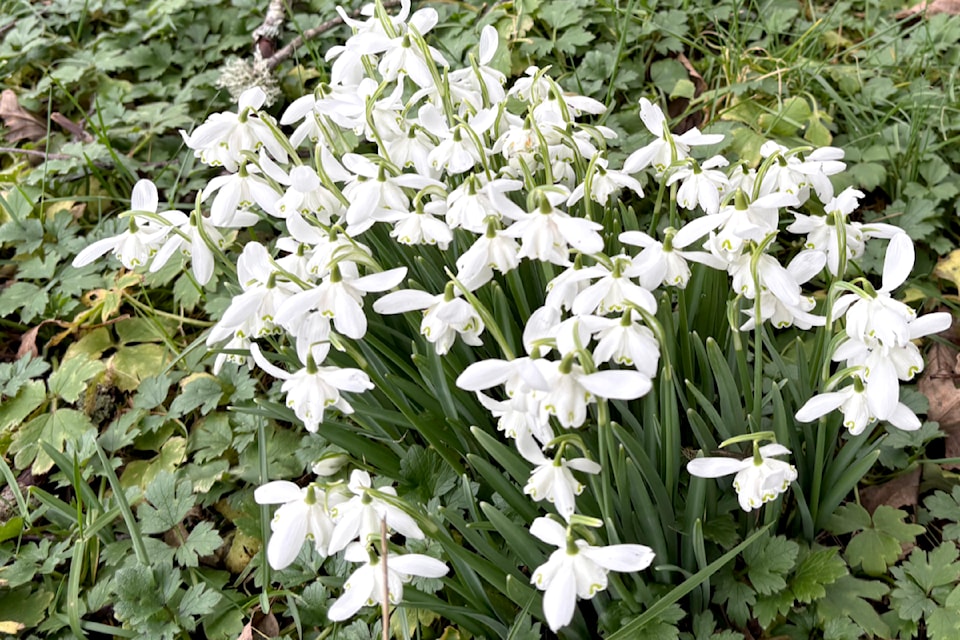 Born and raised in Maple Ridge, former mayor Ernie Daykin shares pictures of these snowdrops that come up every year. "These are in my grandparents' property, bought in 1915, and most likely have been coming up for over 100 years – no matter what else is going on around them," he said. For Daykin it's always a sign that spring is just around the corner.