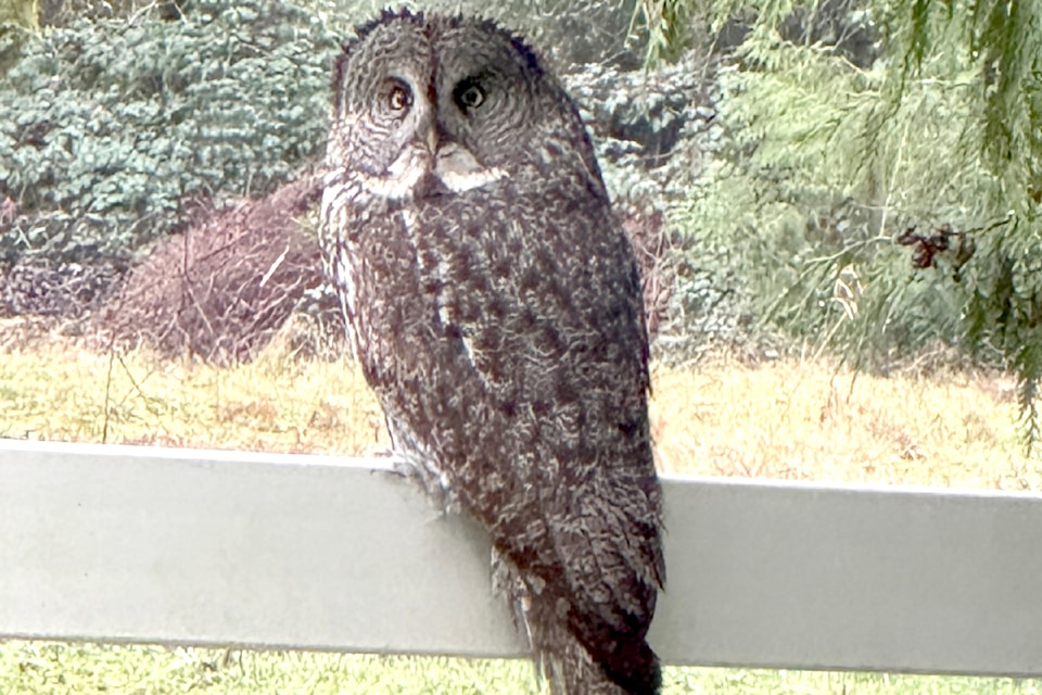 Friday afternoon, Doug Cook was walking through Academy Park, along 124 Avenue, when he came upon this unusual sight. "I had the privilege of observing a rare species…" he shared. "The great grey owl, the largest owl in B.C., is notoriously elusive and seldom seen. Interestingly, this particular owl seemed oblivious to its reputation and graciously posed for me for an extended period."