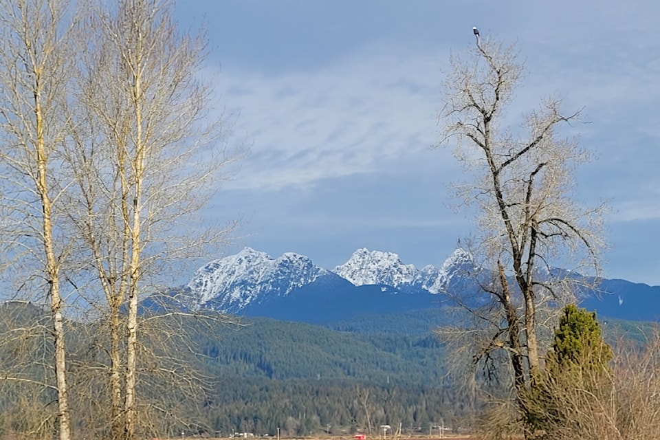 Louise Hadley shared a few pictures she'd taken of a "majestic eagle" perched up in a tree, enjoying a bird's eye view of Golden Ears Mountain and the dikes in Pitt Meadows. "So beautiful!" she enthused.