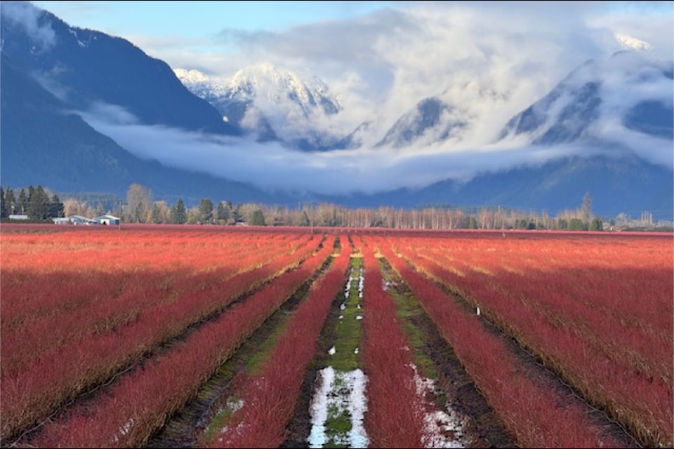 Stuart Richardson offered this image as an "example of the beauty in our own backyards." He called it "a perfect winter's afternoon on the dikes in Maple Ridge."