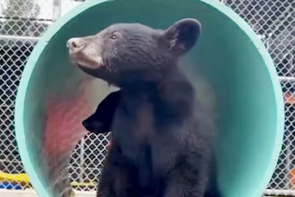 1-bear-cubs