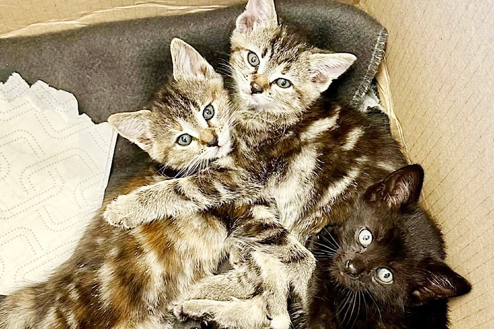 Three abandoned kittens were discovered in front of Ponderosa Mushrooms and Specialty Foods on 136 Avenue, just west of 224 Street. 