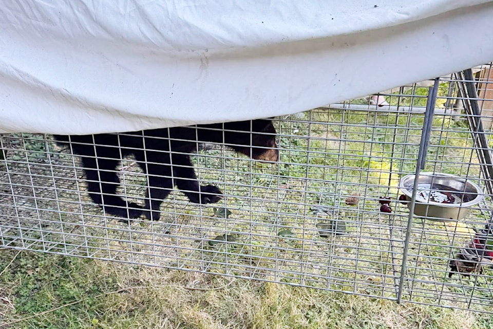 A second bear cub was caught and brought to Critter Care Wildlife Society in 91ԭ.