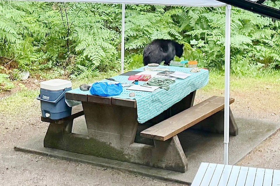 A black bear at a campsite in Golden Ears Provincial Park on June 26. 