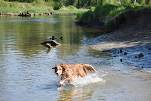 Parks in Pitt Meadows, Maple Ridge offer freedom to our four-legged friends