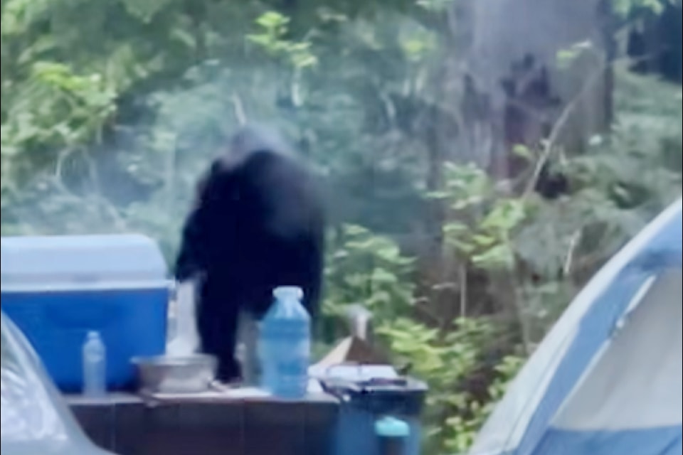 A bear was filmed on top of a picnic table at the Alouette Lake Campground in Golden Ears Provincial Park. 