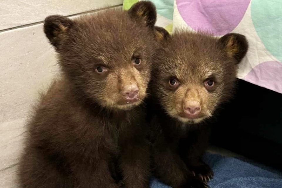 bearcubs