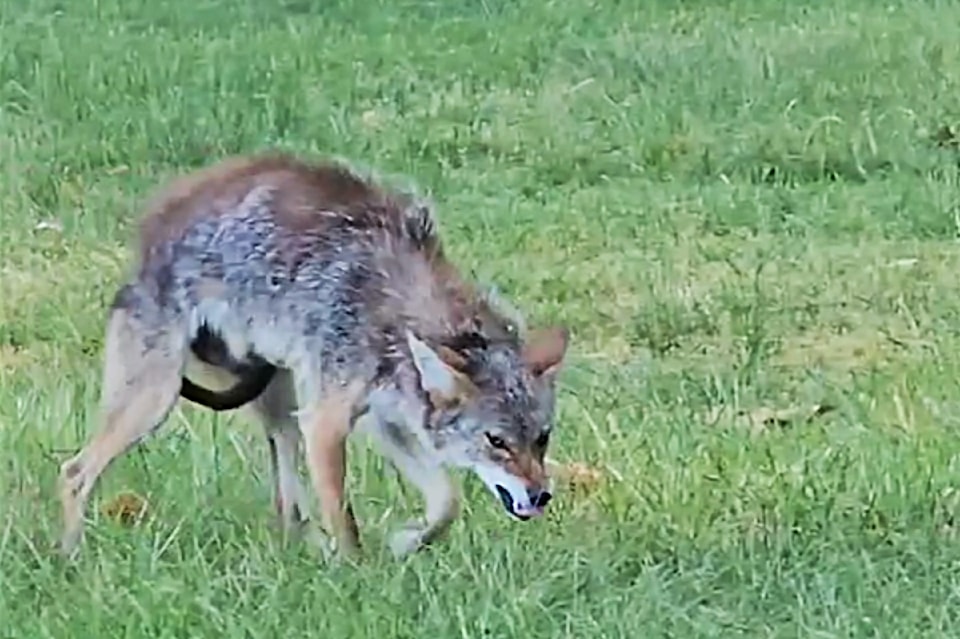 coyote2