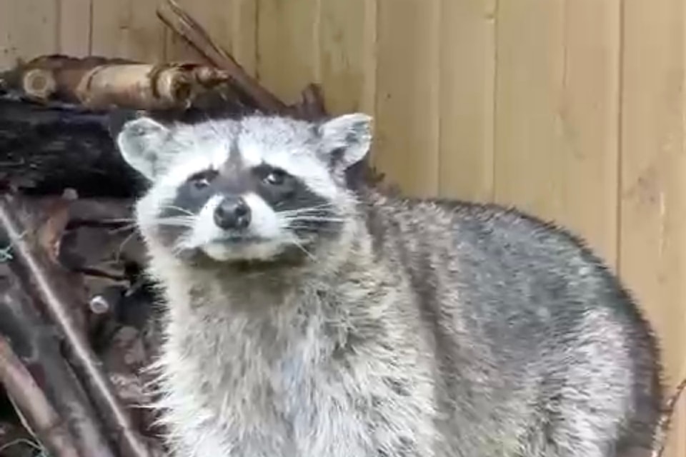 M. Strzalkowski, who lives in the are of Lougheed Highway and 229 Street, spotted this visitor in her backyard recently.