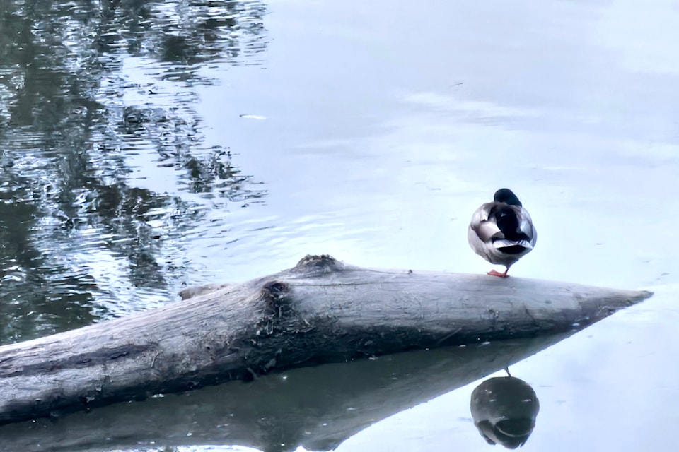 Roberto Garelli was out for a walk recently in Kanaka Creek Regional Park, along the Fraser River front, when he spotted a mallard duck resting peacefully on a log in the water. "What was curious about the scene was that it was resting only on one leg," he said.