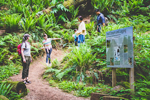 Anyone can join scavenger hunt in the wilds of Maple Ridge