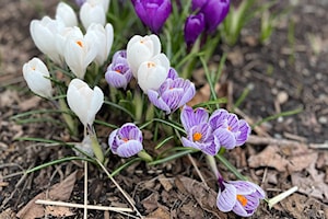 Maple Ridge and Pitt Meadows welcome the coming of spring