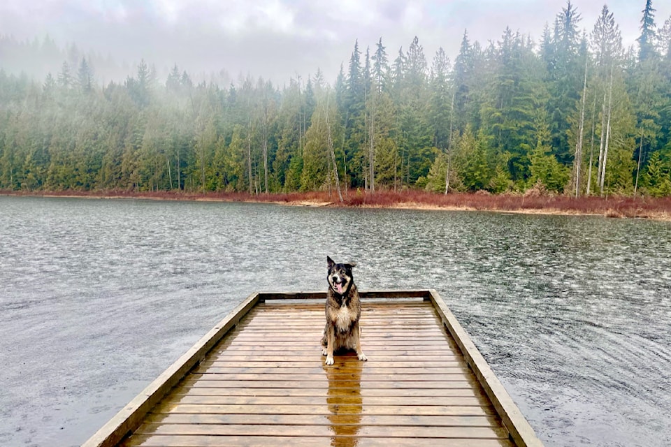 Before diving into Mike Lake, Luna posed for yet another picture taken by his human friend Ron Paley. Luna and his two-legged father, Chris, joined Paley on a 12.5-km, almost three-hour early-morning hike from the Main Corral to Mike Lake in Golden Ears Provincial Park Saturday. "The rain never stopped, but it was very peaceful," said Paley.