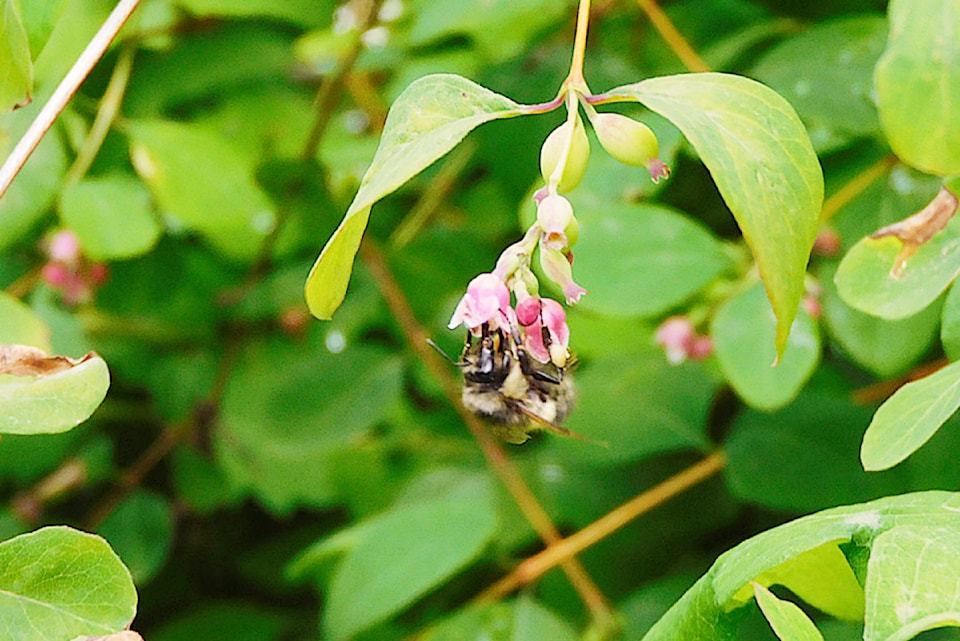 pollinator