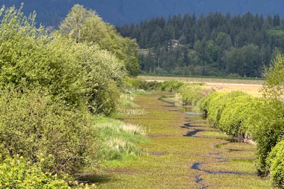 Stuart Richardson called it a magical day when he took a stroll along the dikes west of Neaves Road and south of Pitt Polder. "I couldn’t resist the unusual combination of  dark and green in this view west from the dike," he shared. 