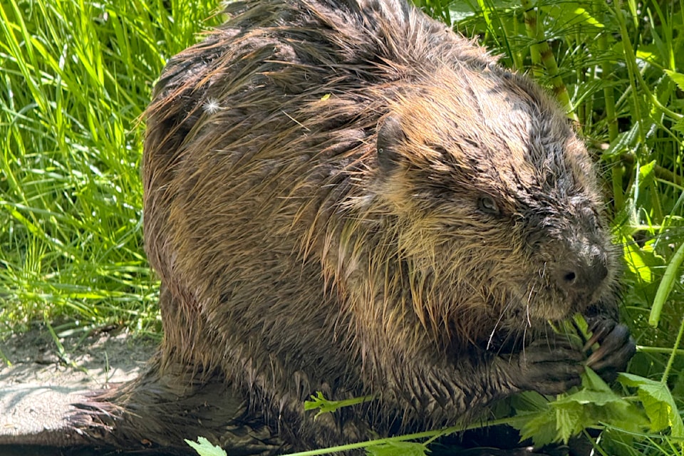 Doug Cook took a walk at the Pitt-Addington Marsh Wildlife Management Area recently and had the "good fortune" of seeing this beaver on the trail. "The loop around the marsh is always a good walk, with lots of wildlife viewing opportunities," Cook shared.