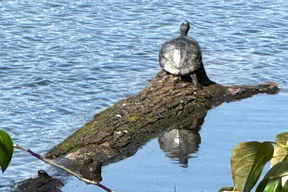 Doug Cook was recently walking through the Pitt-Addington Marsh Wildlife Management Area,
along the Nature Dike Trail, when he encountered a painted turtle sunning itself on a log. "The loop around the marsh is always a good walk with lots of wildlife viewing opportunities," he shared.