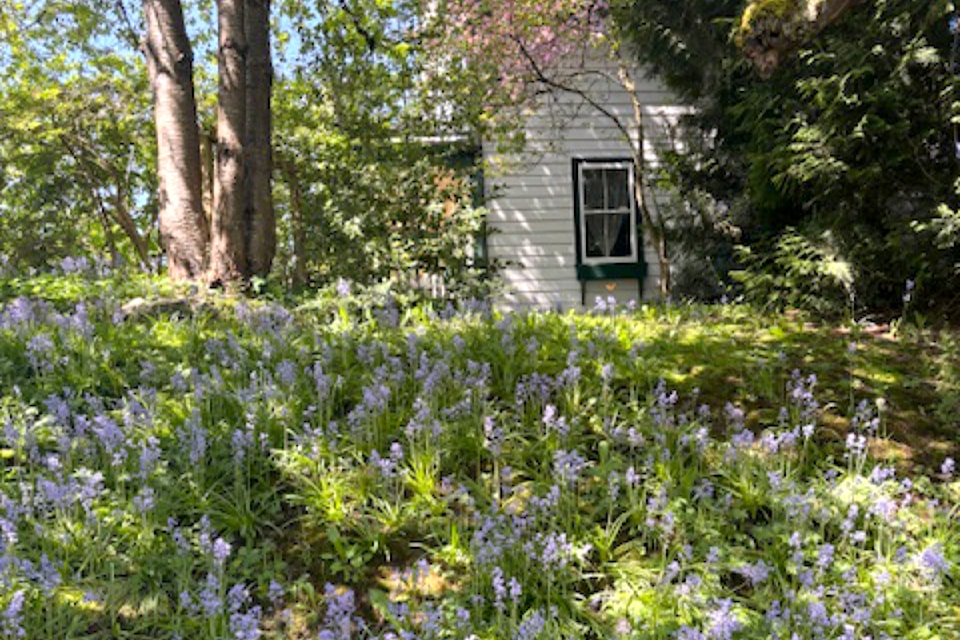 Jessica Lowdon feels like she was transported back in time when she spotted a meadow of bluebells growing next to the historic Haney House. It evoked the "feeling of an old-timey homestead," she shared.
