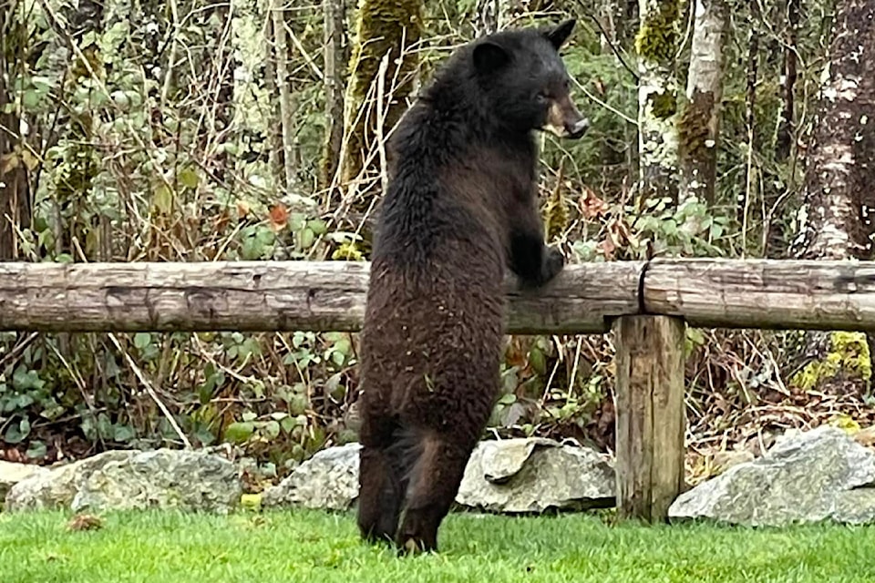 bearaware